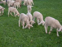 Capacità di taglio BCL22
