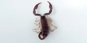 Cesoie 2